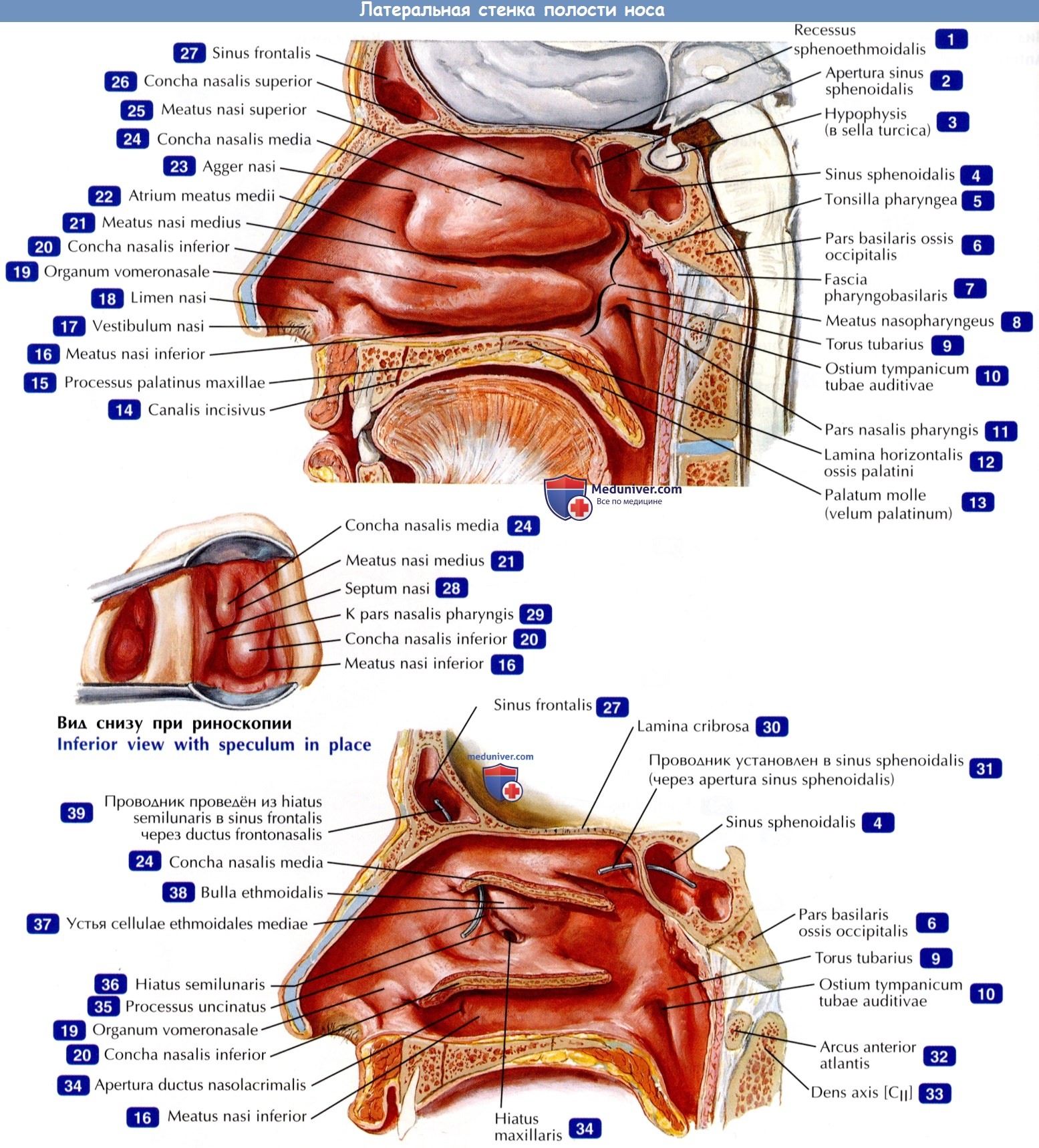 Латеральная стенка полости носа - по атласу анатомии