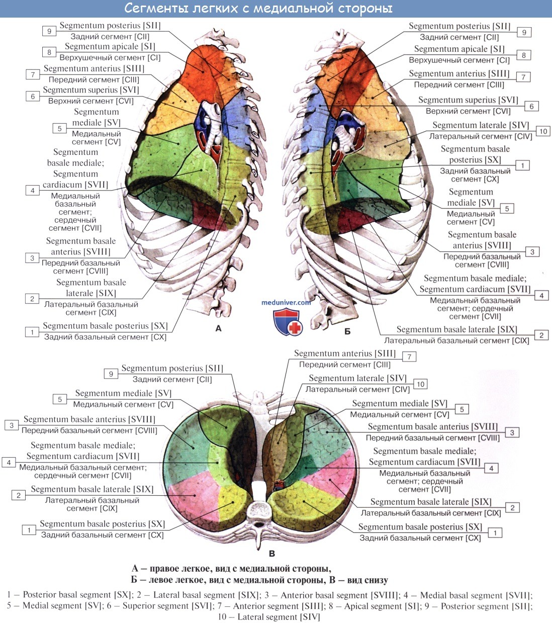 Анатомия легких: сегменты на рентгенограмме и КТ