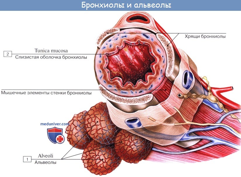 Анатомия: Строение легких. Разветвление бронхов. Макро-микроскопическое строение легкого