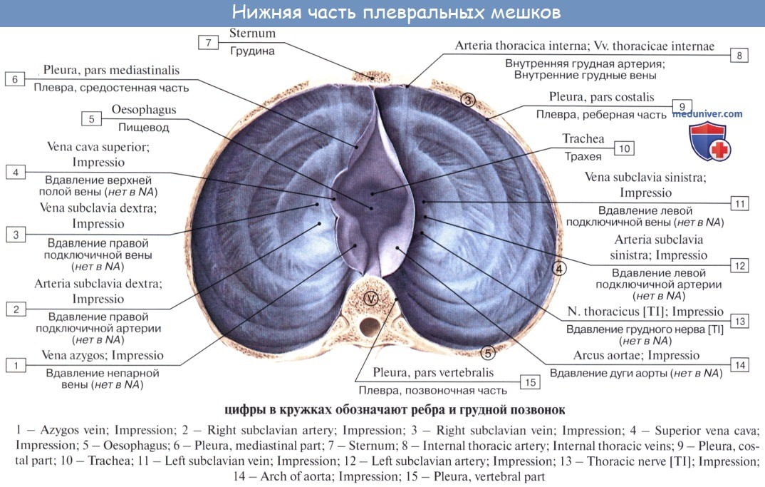Оболочка легких 6. Синусы плевры анатомия. Связки купола плевры. Нижняя часть плевральных мешков. Париетальная плевра анатомия.