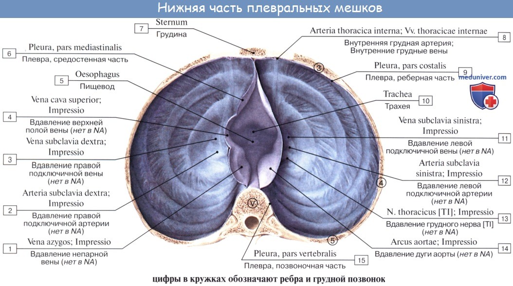 Анатомия: Плевра. Пристеночная плевра. Висцеральная (легочная) плевра. Плевральная полость