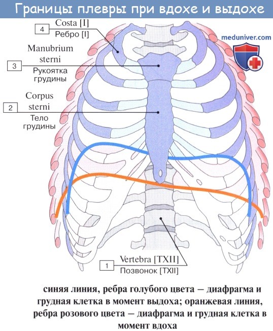 Анатомия: Плевра. Пристеночная плевра. Висцеральная (легочная) плевра. Плевральная полость
