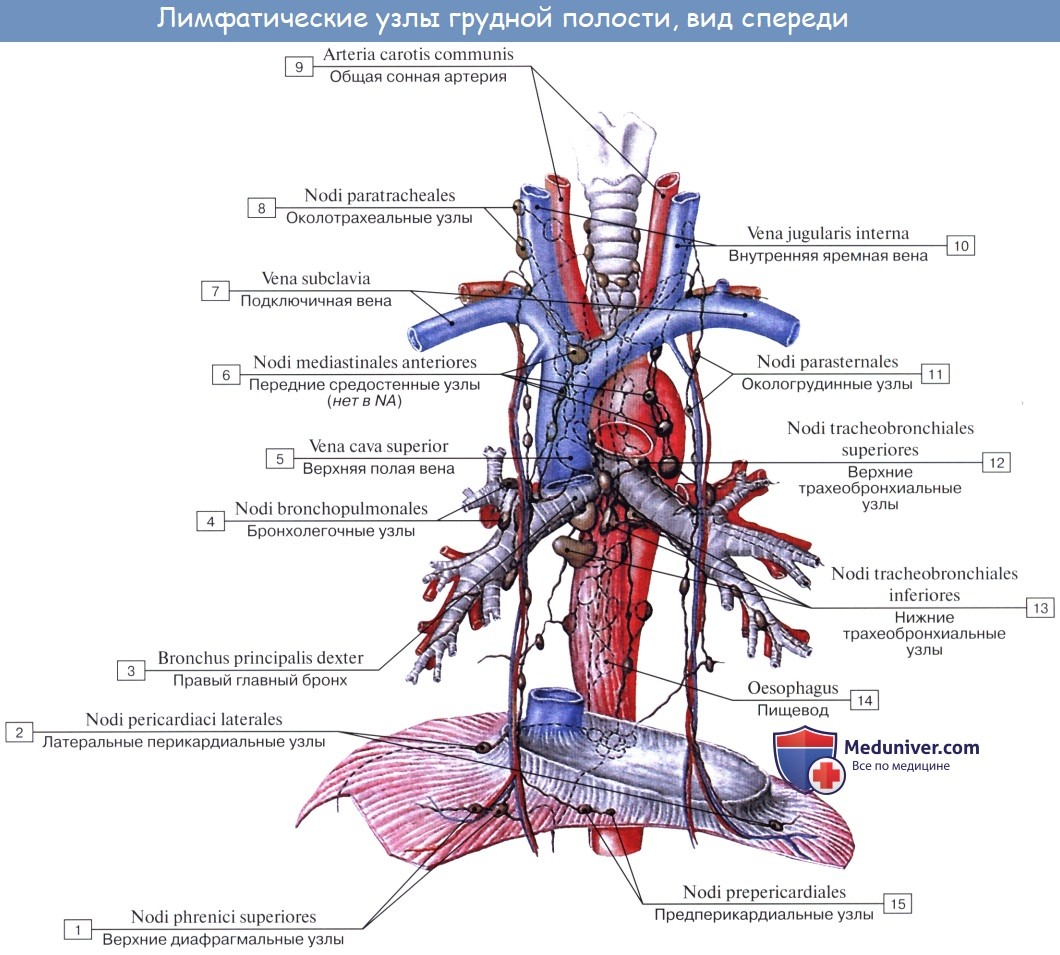 Анатомия: Кровообращение в легких. Лимфатический отток легких. Иннервация легких. Сосуды, нервы, лимфатичекие узлы легких