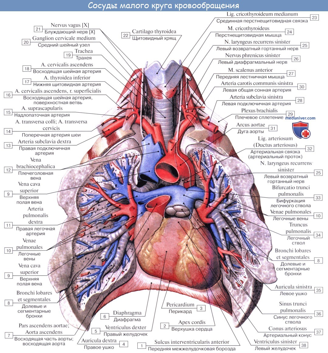 Анатомия: Вены малого (легочного) круга кровообращения. Легочные вены