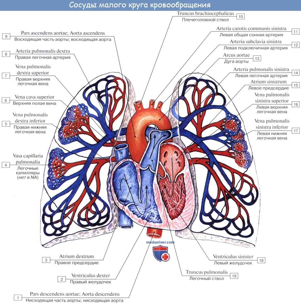 Анатомия: Сосуды малого (легочного) круга кровообращения. Артерии малого (легочного) круга кровообращения. Легочный ствол