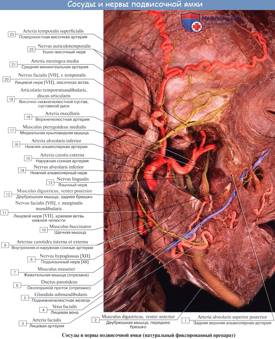 Анатомия: Лицевой нерв (VII пара, 7 пара черепных нервов), n. facialis (n. intermediofacialis)
