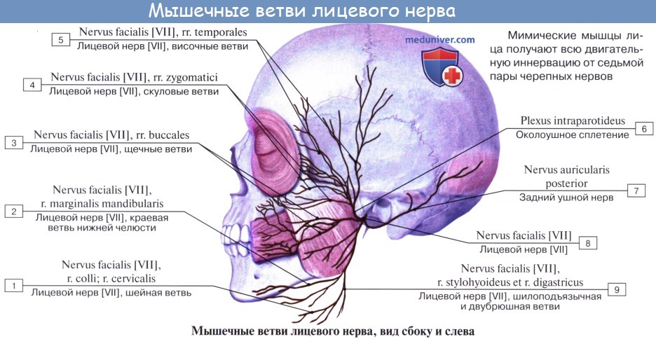 Анатомия: Лицевой нерв (VII пара, 7 пара черепных нервов), n. facialis (n. intermediofacialis)