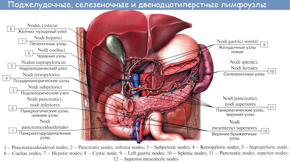 Какие железы расположены в брюшной полости. Верхние брыжеечные лимфатические узлы. Лимфоузлы брюшной полости анатомия. Желудочно сальниковые лимфатические узлы. Лимфатическая система брюшной полости схема.