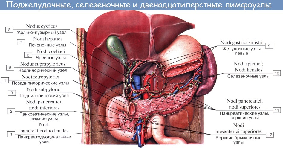 Анатомия: Лимфатические узлы и сосуды брюшной полости (живота)