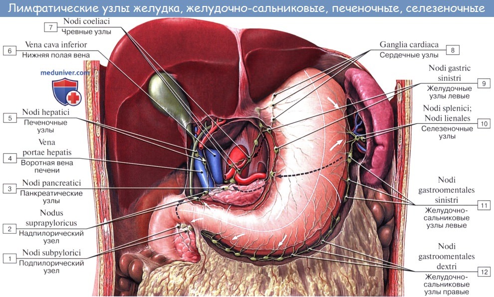 Анатомия: Лимфатические узлы и сосуды брюшной полости (живота)