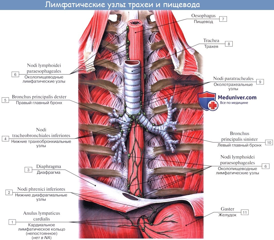 Анатомия: Лимфатические узлы и сосуды грудной клетки