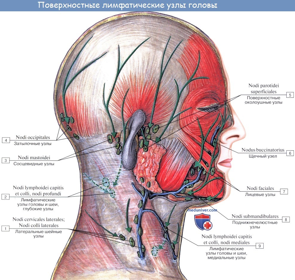Анатомия: Лимфатические узлы и сосуды головы