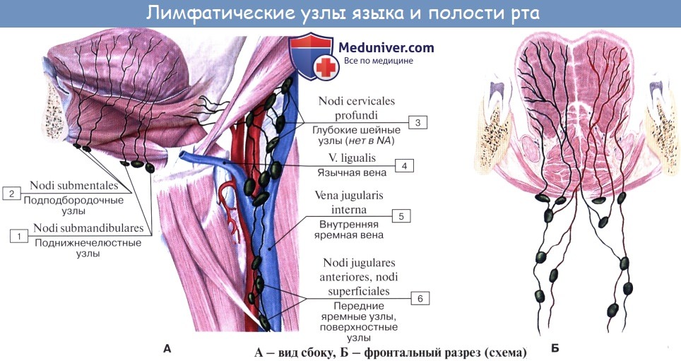 Анатомия: Лимфатические узлы и сосуды головы