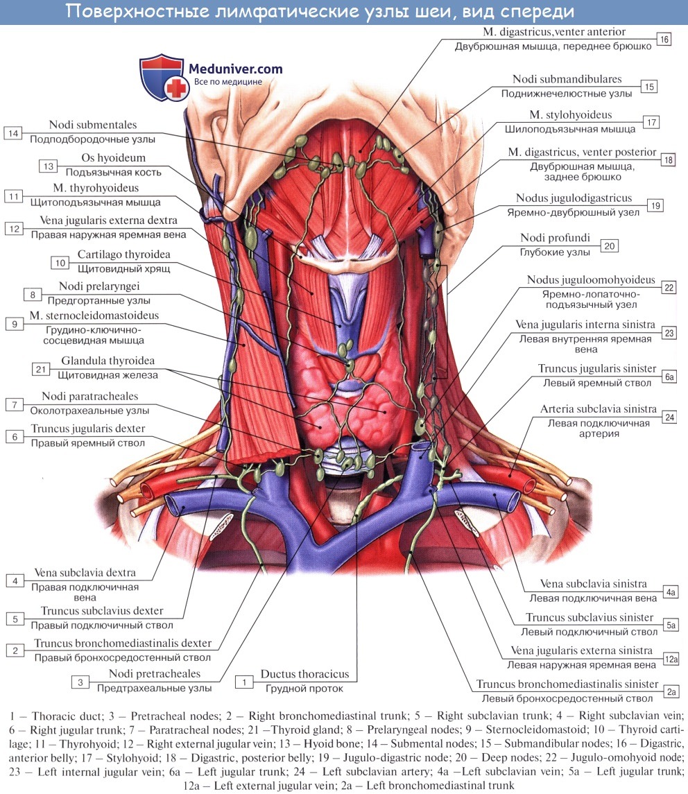 «Шейный остеохондроз» — дегенеративные изменения шейного отдела позвоночника