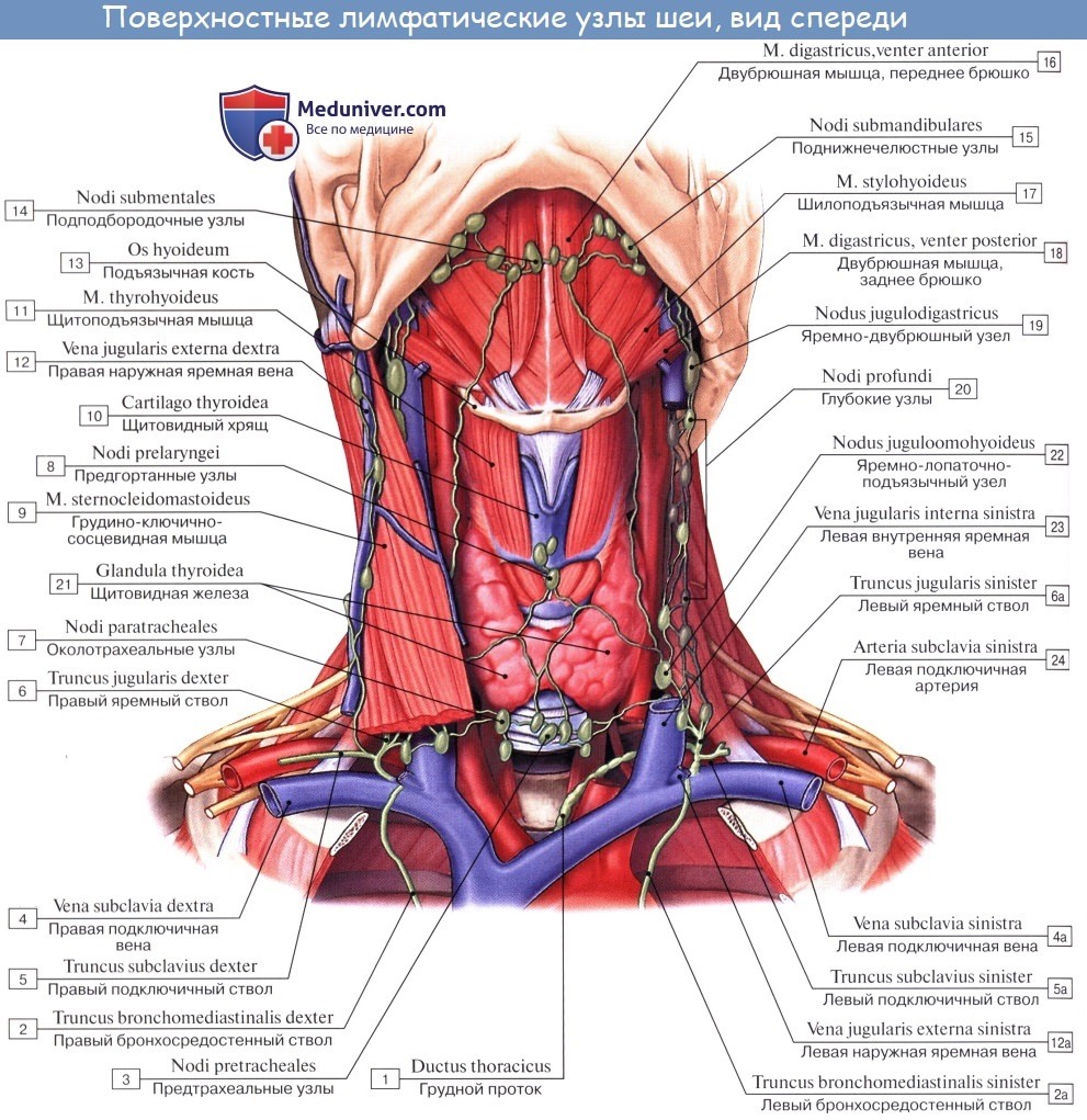 Анатомия: Лимфатические узлы и сосуды шеи
