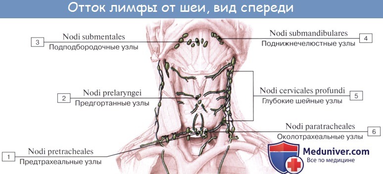 Анатомия: Лимфатические узлы и сосуды шеи