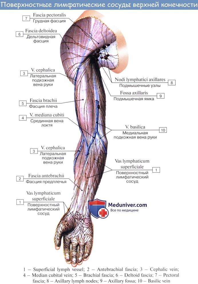 Лимфоузел в мышце. Лимфатические сосуды и узлы верхней конечности. Лимфатические системы лимфатические узлы лимфатические сосуды. Поверхностные лимфатические сосуды верхней конечности. Лимфатические сосуды и регионарные узлы верхней и нижней конечности.