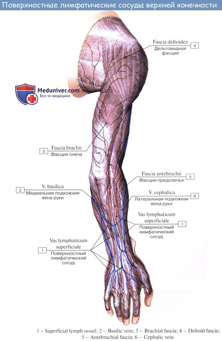 Лимфоузлы кисти. Лимфатическая система и вены. Лимфатическая система руки человека схема. Лимфатическая система отток от верхней конечности. Лимфатические узлы и лимфатические сосуды верхней конечности..