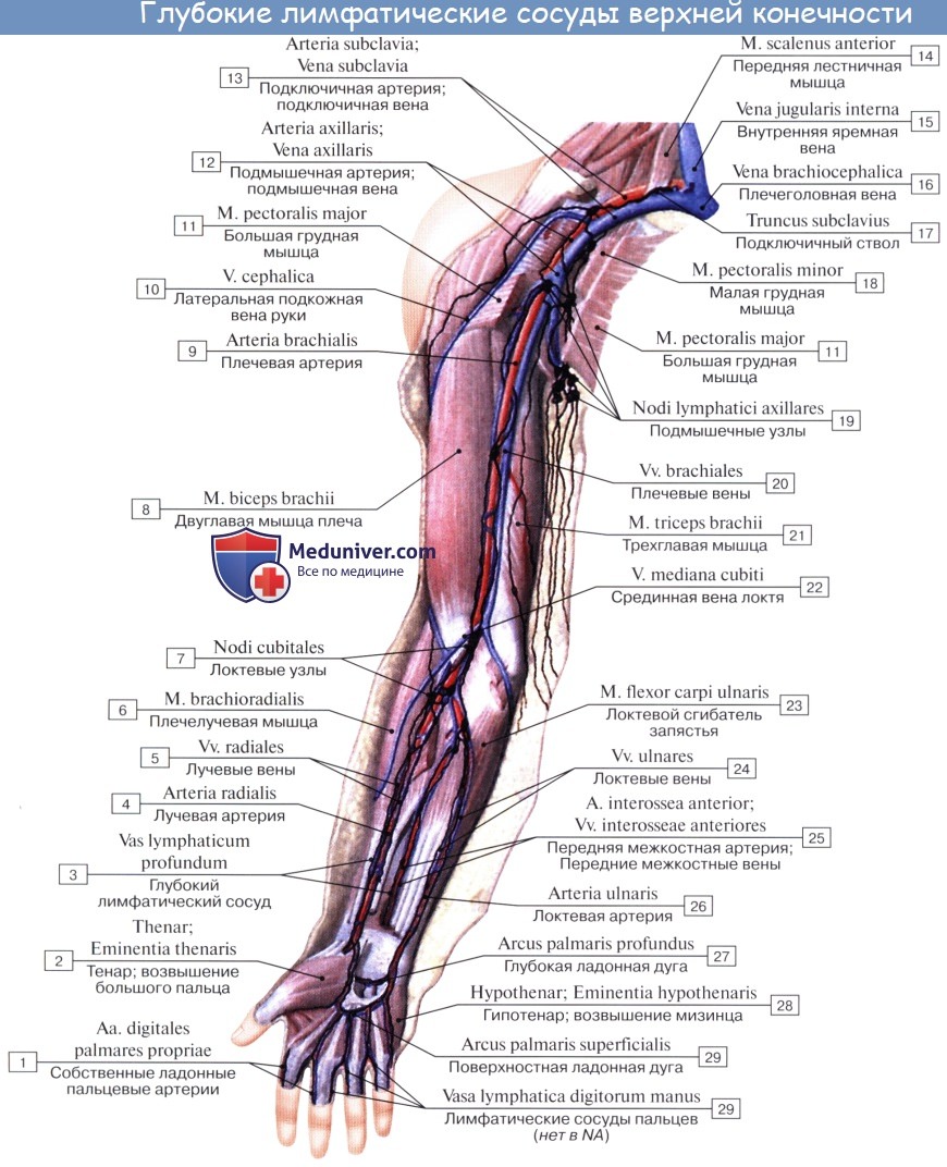 Анатомия: Лимфатические узлы и сосуды верхней конечности (руки)