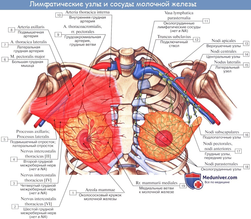 Анатомия: Лимфатические узлы и сосуды грудной клетки