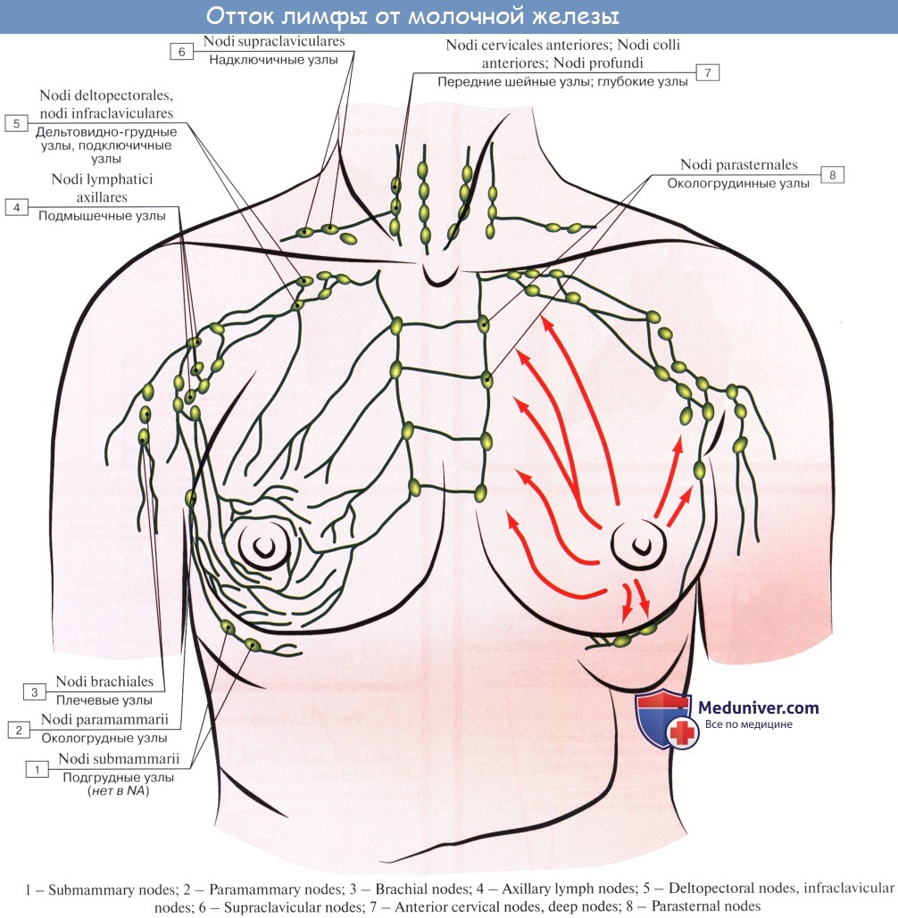 лимфатические узлы на груди у женщин фото 4