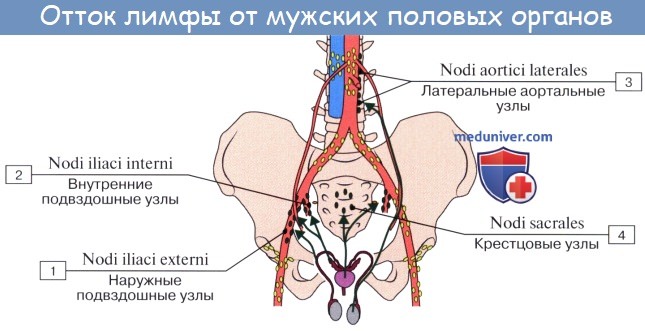 Анатомия: Лимфатические узлы и сосуды таза