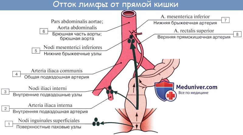 Анатомия: Лимфатические узлы и сосуды таза