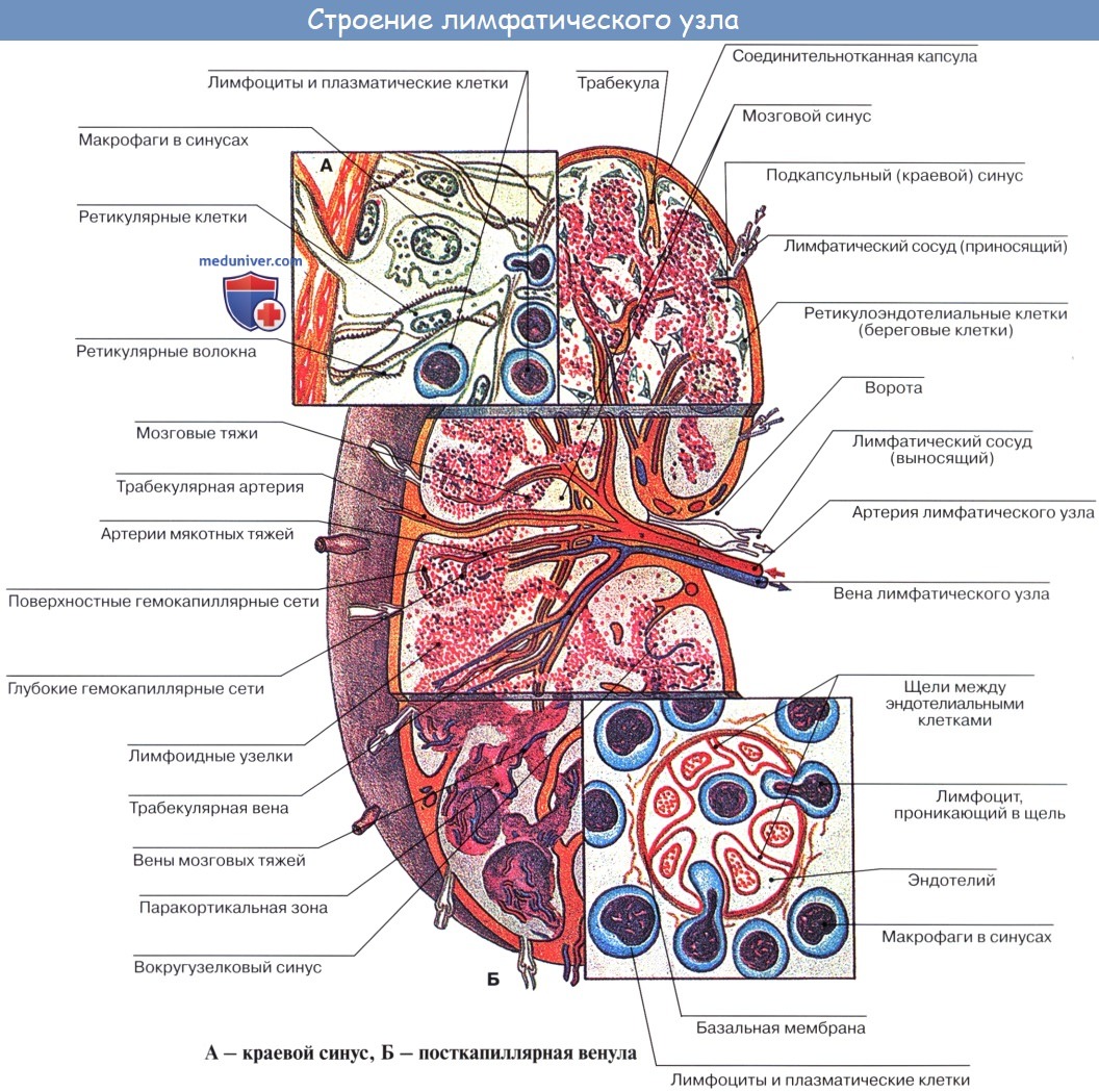 Анатомия: Лимфатические узлы, nodi lymphatici