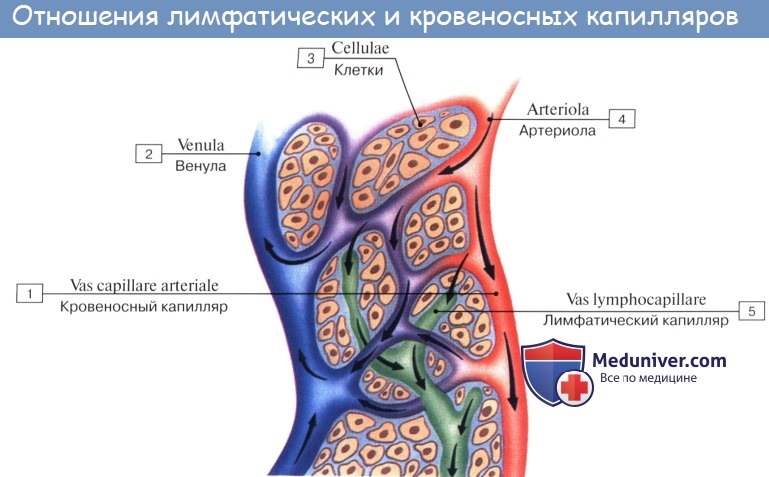 Анатомия: Лимфатические сосуды (лимфоносные сосуды)