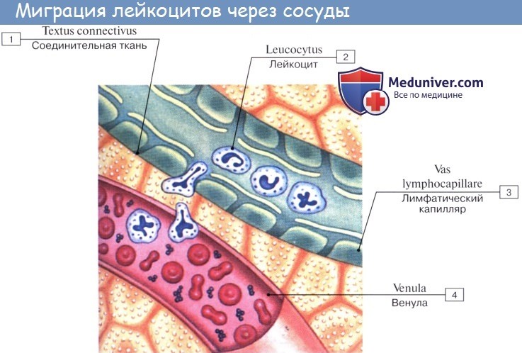 Анатомия: Лимфатические сосуды (лимфоносные сосуды)
