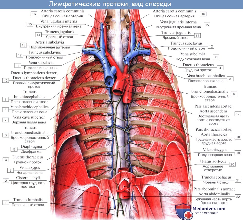 Анатомия: Правый лимфатический проток, ductus lymphaticus dexter. Топография, строение правого лимфатического протока