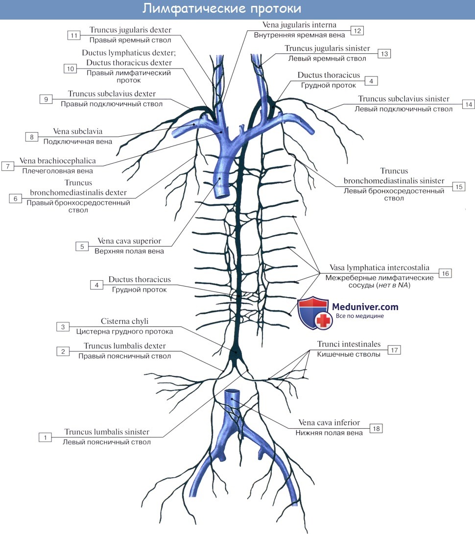 Анатомия: Правый лимфатический проток, ductus lymphaticus dexter. Топография, строение правого лимфатического протока