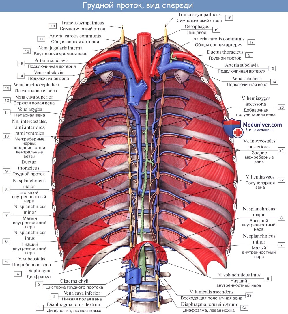 Анатомия: Грудной проток,ductus thoracicus. Топография, строение грудного протока