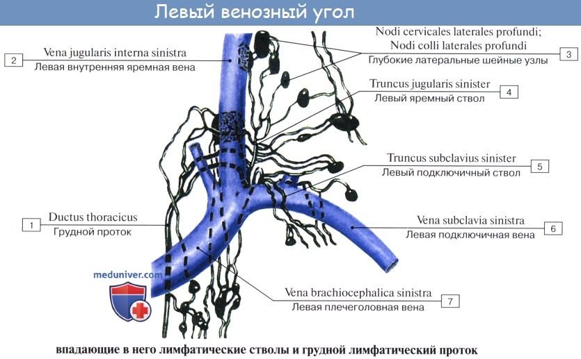 Анатомия: Грудной проток,ductus thoracicus. Топография, строение грудного протока