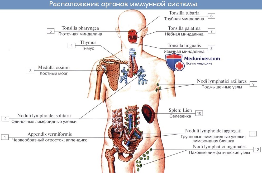 Анатомия: Органы кроветворения и имунной системы