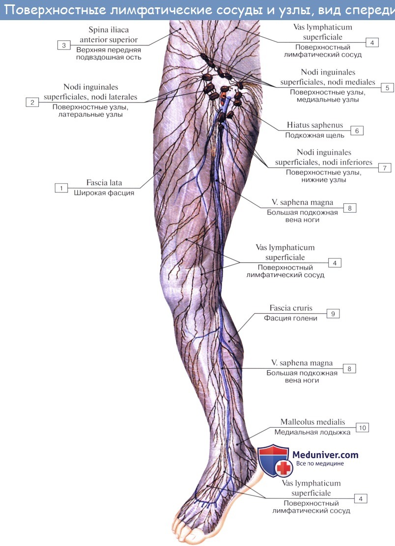 Анатомия: Лимфатические узлы и сосуды нижней конечности (ноги)