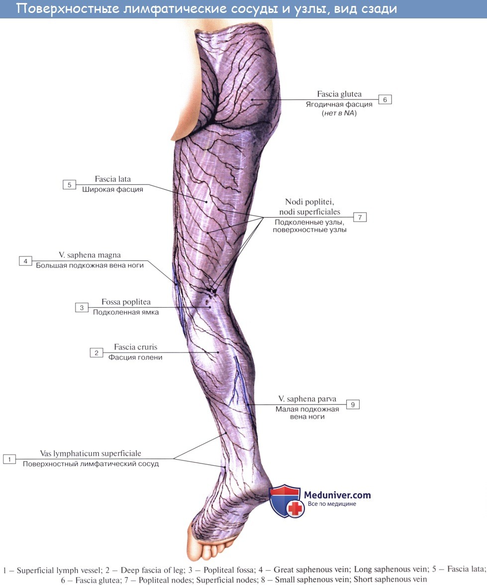 Лимфоузлы на ногах где. Лимфатическая система нижних конечностей схема. Лимфоузлы нижних конечностей анатомия. Лимфатические сосуды нижних конечностей анатомия. Поверхностные лимфатические сосуды и узлы нижней конечности.