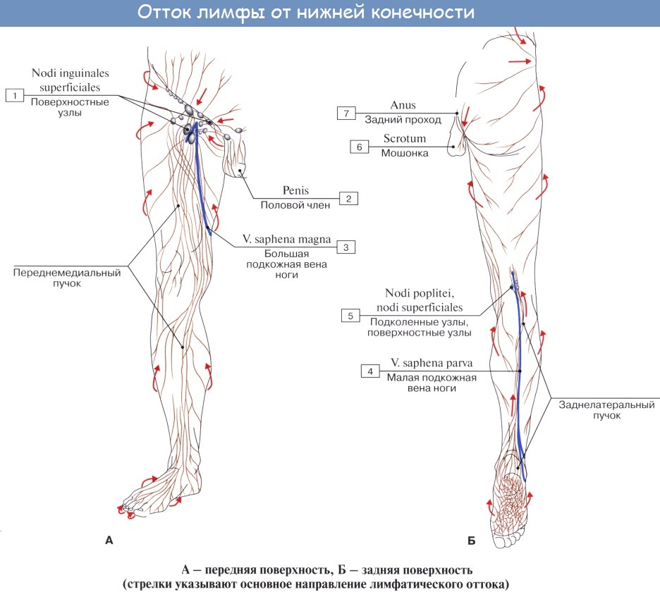 Анатомия: Лимфатические узлы и сосуды нижней конечности (ноги)