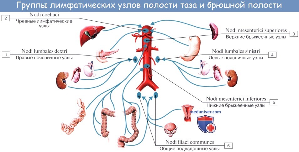 Лимфатические узлы и сосуды брюшной полости (живота). Топография, строение, расположение лимфатических узлов и сосудов брюшной полости (живота)