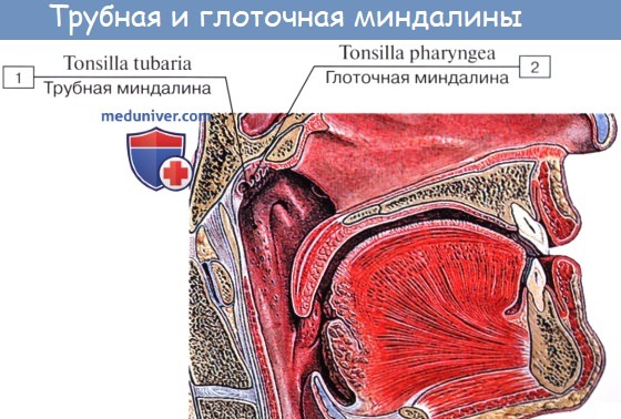 Анатомия : Глотка. Строение глотки. Мышцы глотки. Кровоснабжение и иннервация глотки