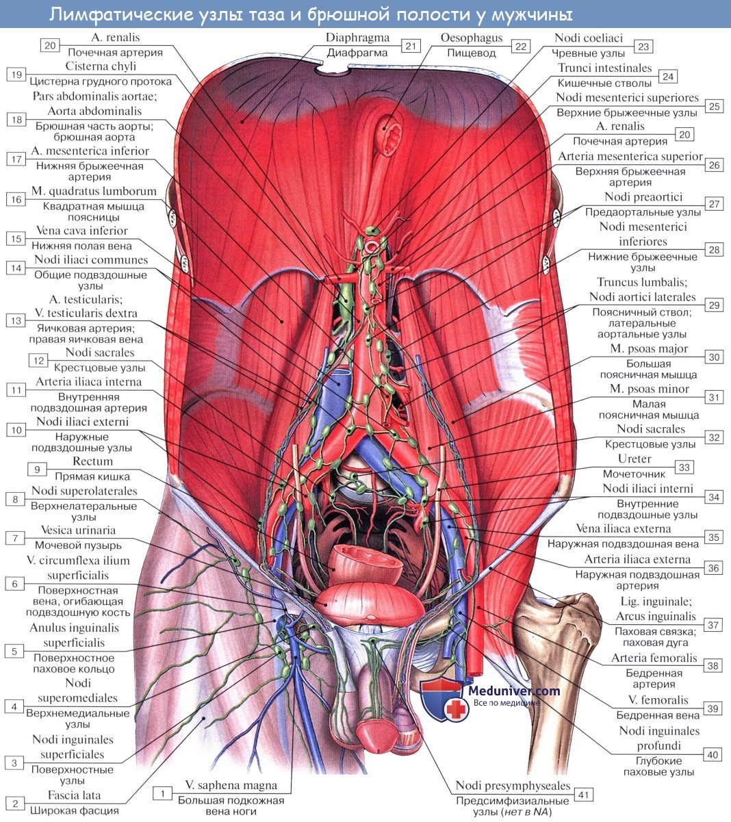Анатомия: Сосуды (кровоснабжение), нервы (иннервация) и лимфатический отток от полового члена