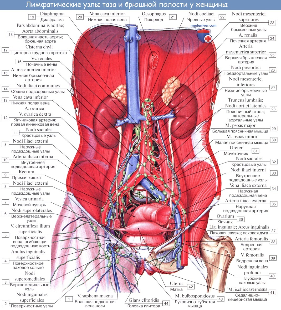 Анатомия: Топография матки. Сосуды (кровоснабжение), лимфатический отток от матки. Иннервация (нервы)матки