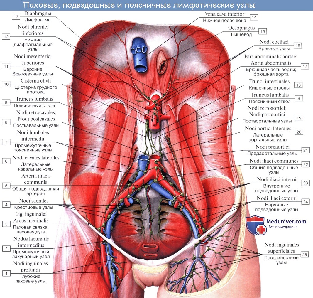 Анатомия: Женский мочеиспускательный канал. Строение, кровоснабжение (сосуды), лимфатический отток от женской уретры