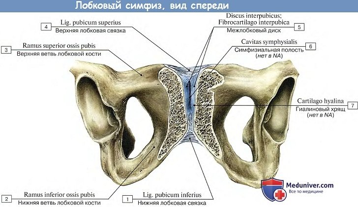 Анатомия: Лобковый симфиз