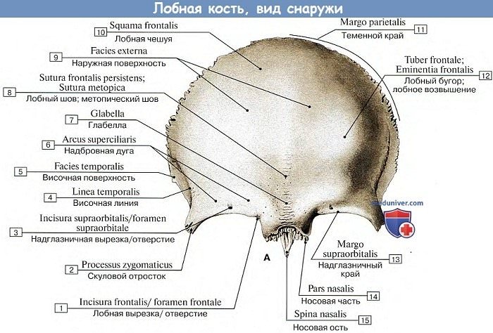 Анатомия: Лобная кость, вид снаружи