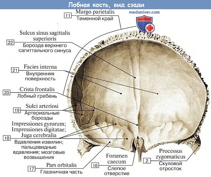 Анатомия: Лобная кость, вид сзади
