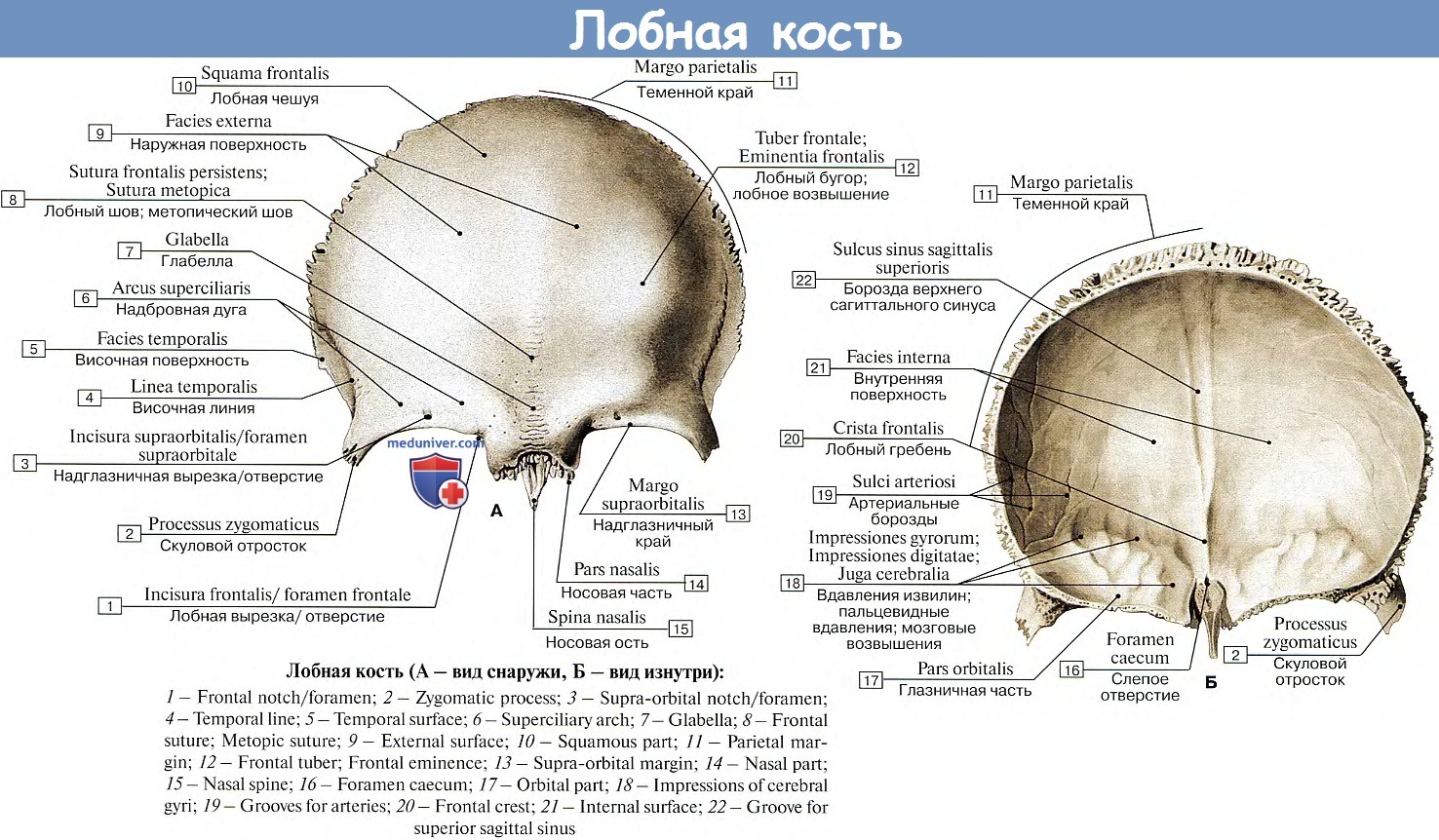 Лобная кость анатомия человека вид сзади