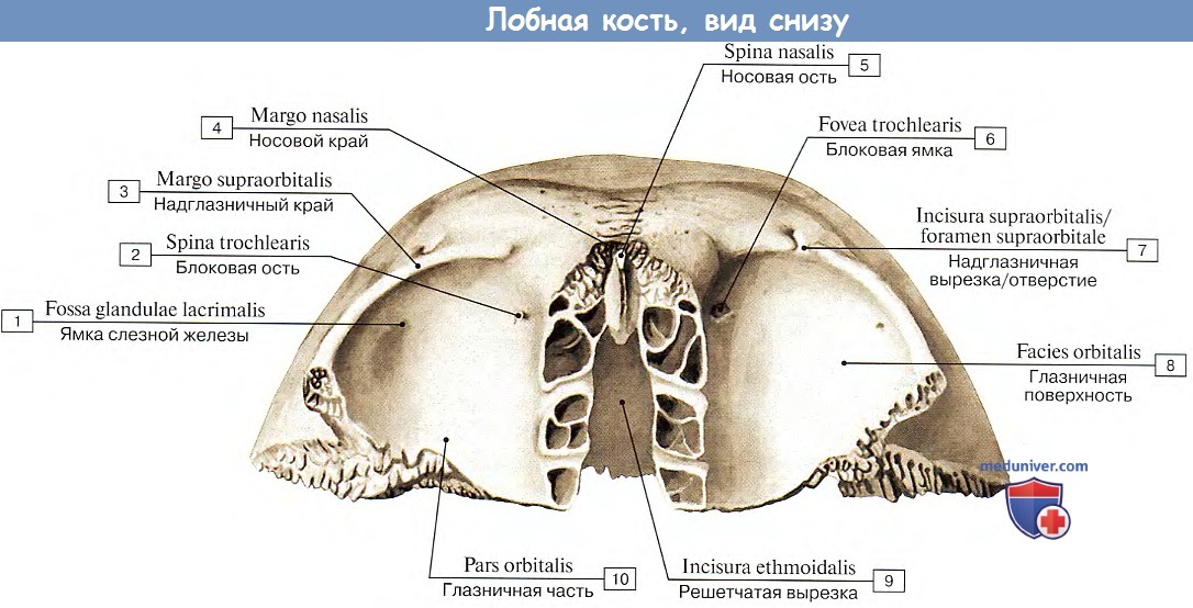 Анатомия: Лобная кость, вид снизу