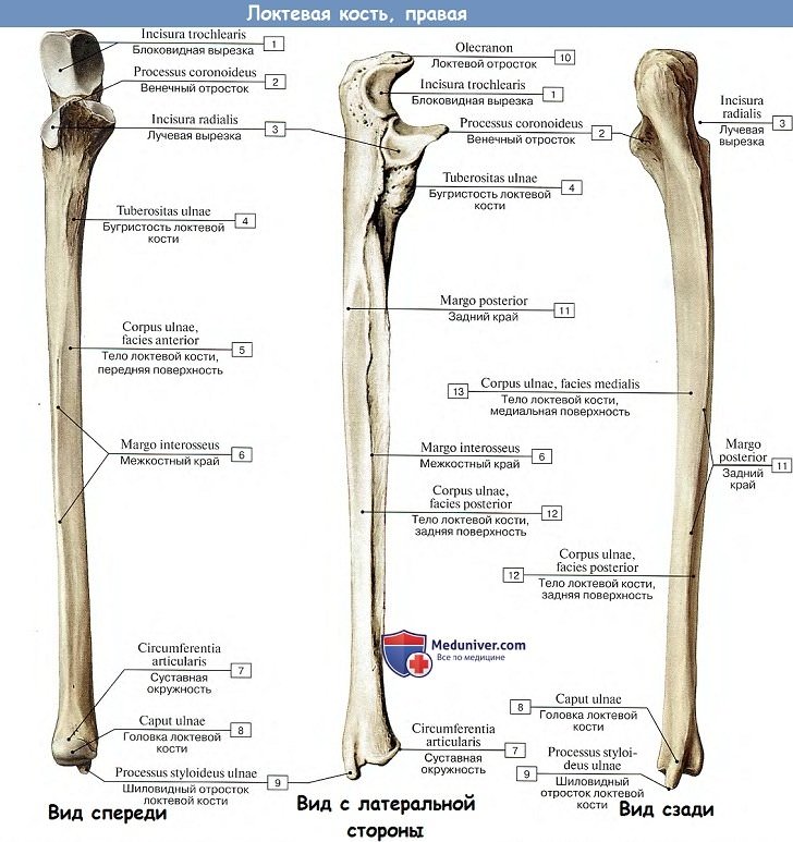 Анатомия: Локтевая кость, правая