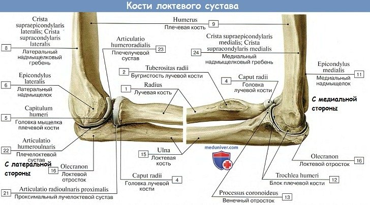 Анатомия: Кости локтевого сустава